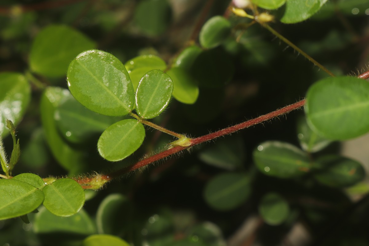 Grona heterophylla (Willd.) H.Ohashi & K.Ohashi